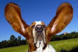 ears ears