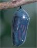 cocoon