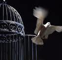 Freedom Over Safety Freedom Over Safety