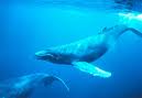whales whales